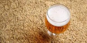 grains and beer glass