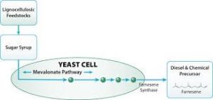 yeast graphic