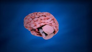 brain & memory