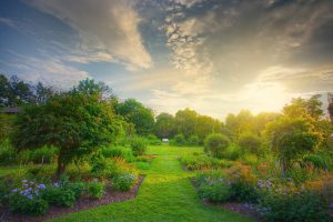 fertilized garden