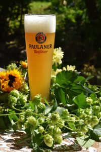 Beer glass surrounded with hops