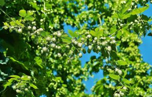 hops growing on tree