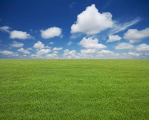 lush green lawn