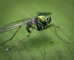 close up of a garden fly