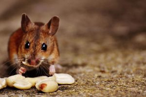 mouse with nuts