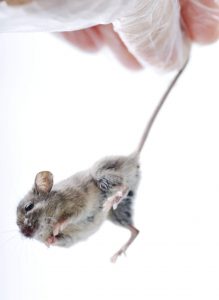 hand holding caught mouse