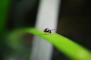 fruit fly