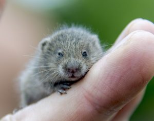 LIttle Vole on persons Fingers